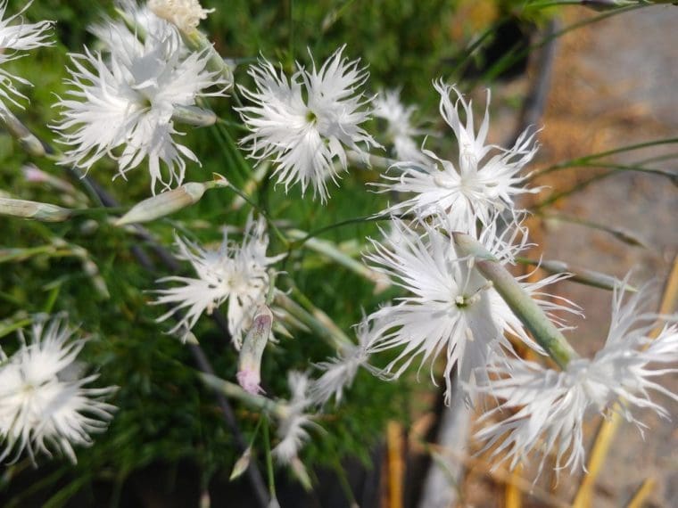 Dianthus arenarius, Oeillet des Sables