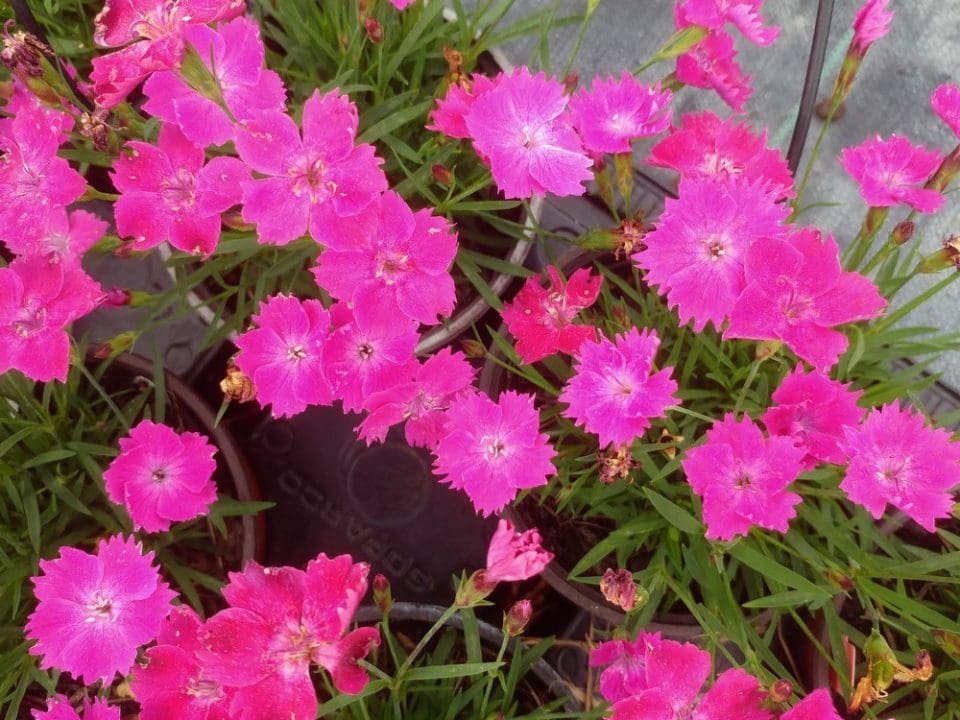 Vente de Dianthus kahori, Oeillet de rocaille kahori - Pépinières Quissac