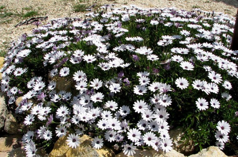 Dimorphoteca rampant blanc