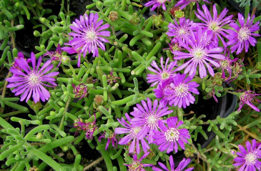 Vente de Drosanthemum hispidum, Graine de Riz - Pépinières Quissac