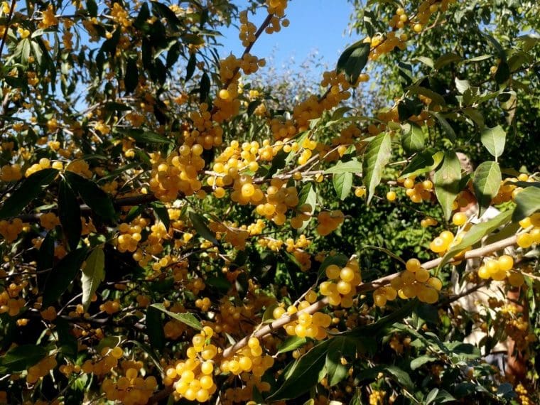 Eleagnus umbellata « Fortunella »