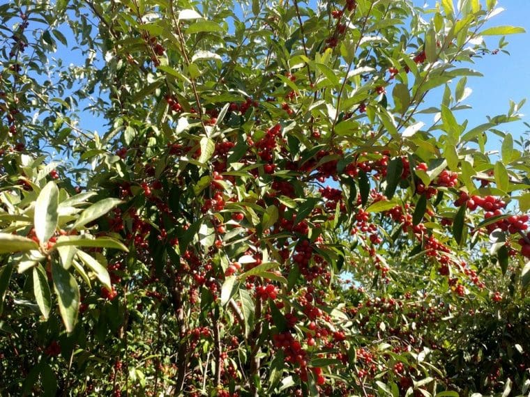 Eleagnus umbellata « Sweet and Sour »