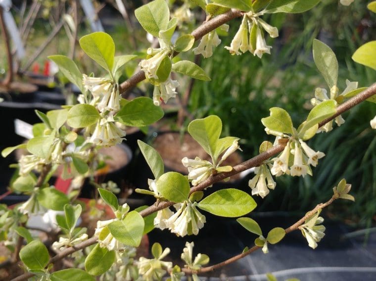 Eleagnus umbellata « Sweet Scarlet »