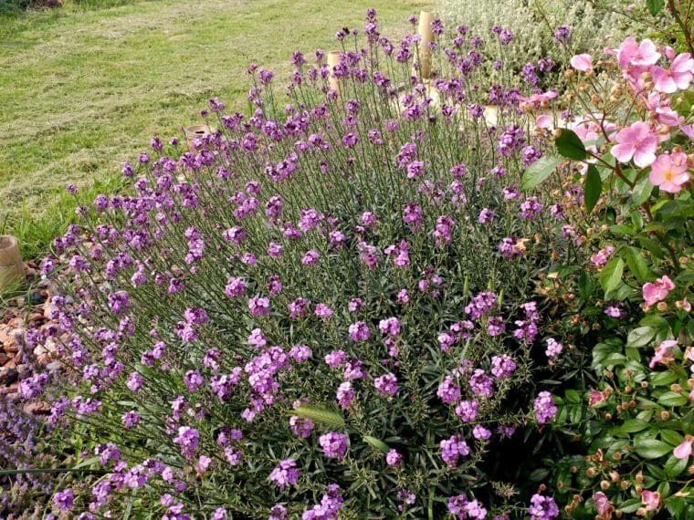 Erysimum linifolium « Bowles Purple », Giroflée vivace