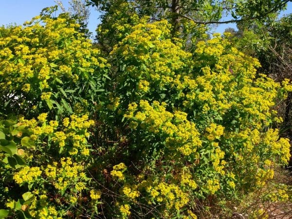 euphorbe ceratocarpa