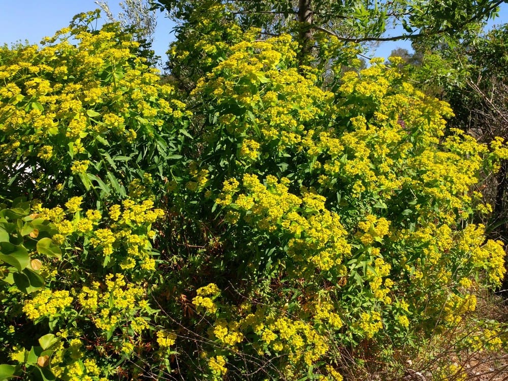 Euphorbe ceratocarpa, Euphorbia ceratocarpa