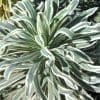euphorbe glacier blue
