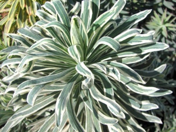euphorbe glacier blue