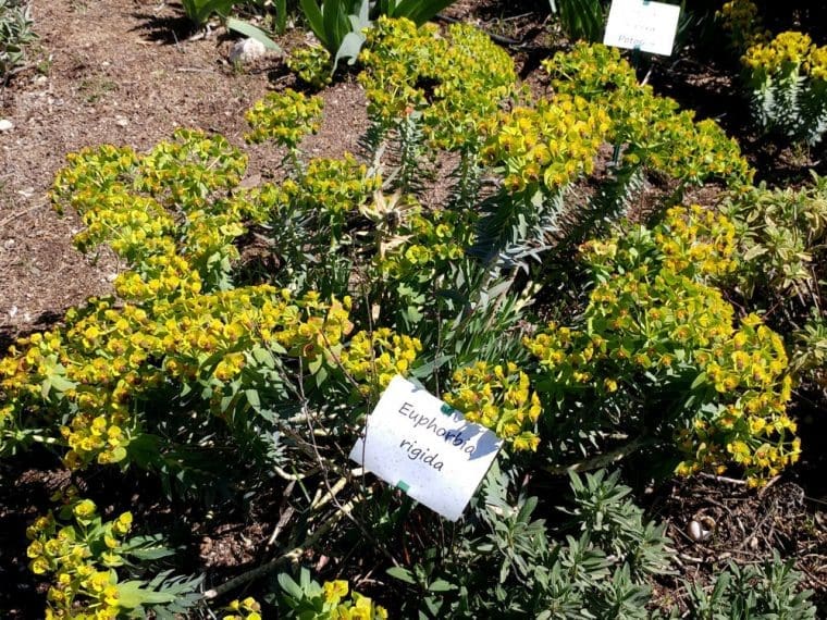 Euphorbe rigide, Euphorbia rigida