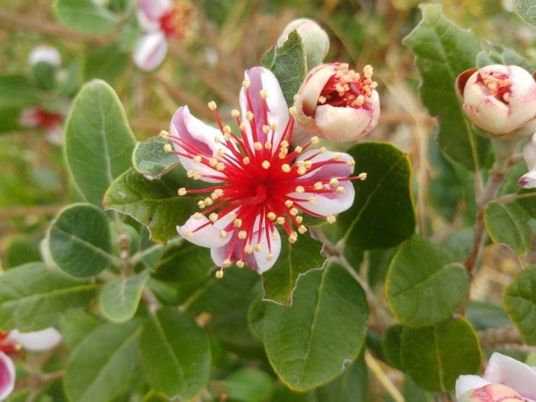 Feijoa sellowiana « Apollo », Goyavier de Brésil « Apollo »