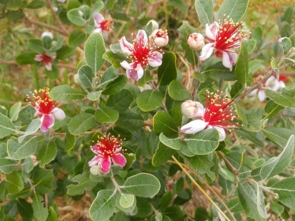 Feijoa Triumph