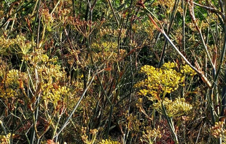 Fenouil pourpre, Foeniculum vulgare « Purpureum »