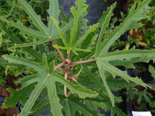 ficus johannis digitata