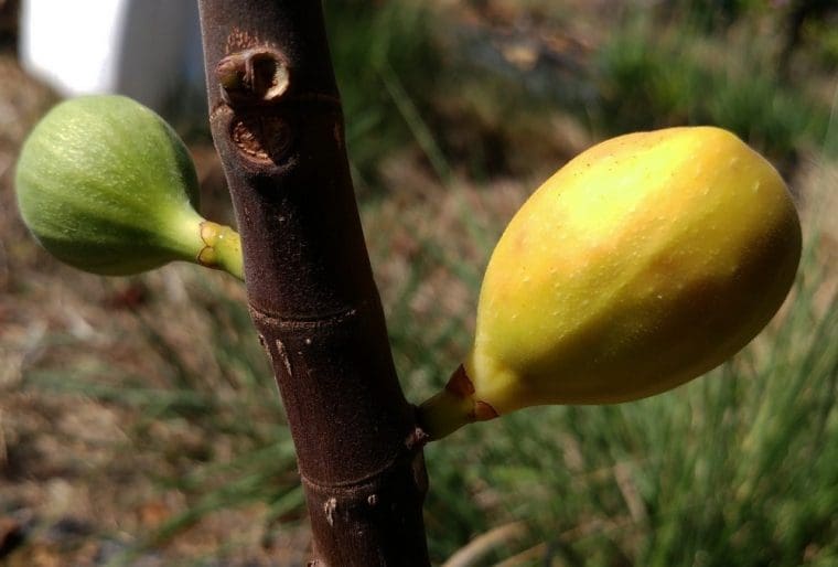 Figuier « Baku », Ficus carica « Baku »