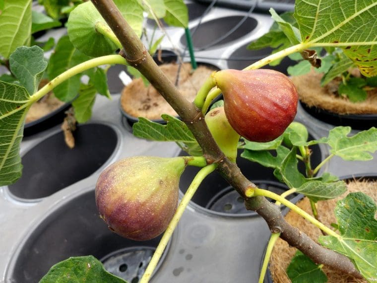 Figuier « Bornholm’s Diamant », Ficus carica « Bornholm »