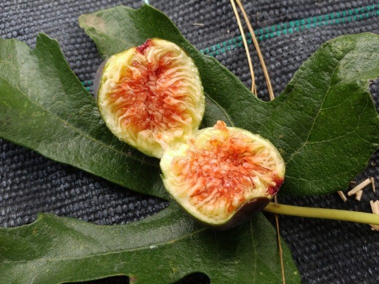 Figuier « Brown Turkey », Ficus carica « Brown Turkey »