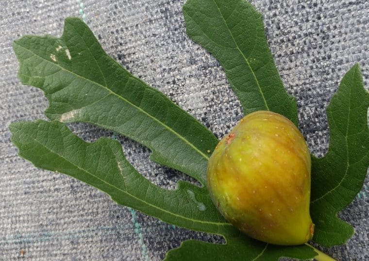 Figuier bulgare « Mischurinska « , Ficus carica « Mischurinska »
