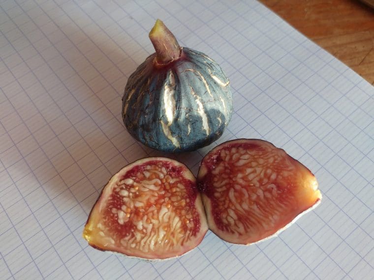 Figuier « Chaari », Ficus carica « Chaari »