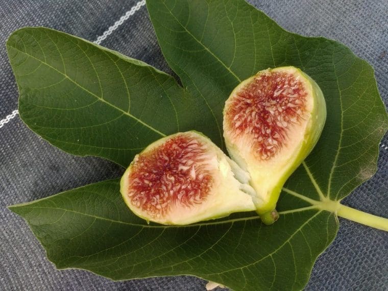 Figuier « Chetoui », Ficus carica « Chetoui »