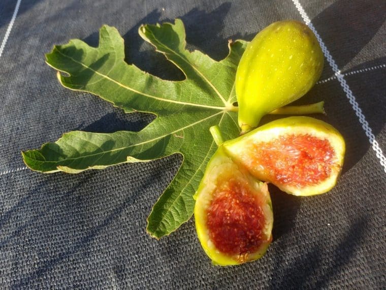 Figuier « Gayet », Ficus carica « Gayet »
