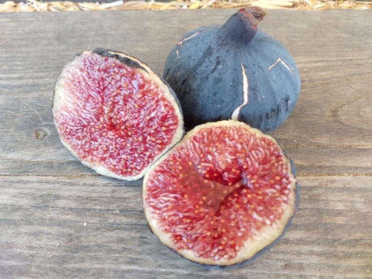Figuier de Strasbourg, Ficus palmata « Strasbourg »