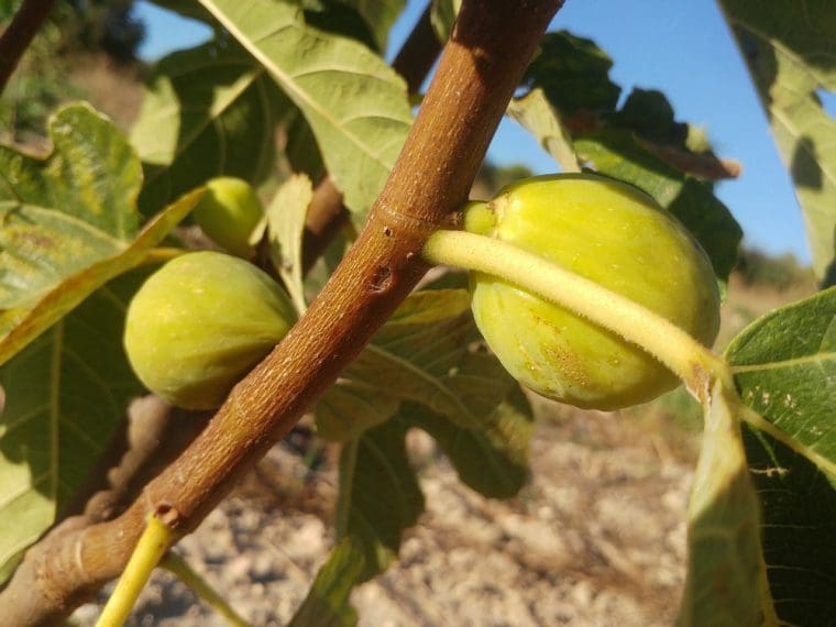 Figuier « Desert King », Ficus carica « Desert King »