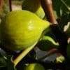 ficus carica excel dottato