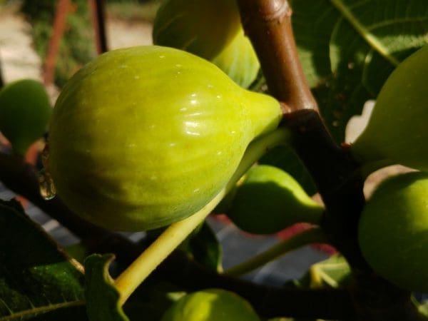 ficus carica excel dottato