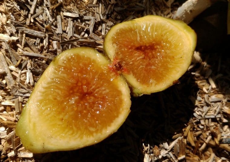 Figuier « Encanto Honey », Ficus carica « Encanto Honey »
