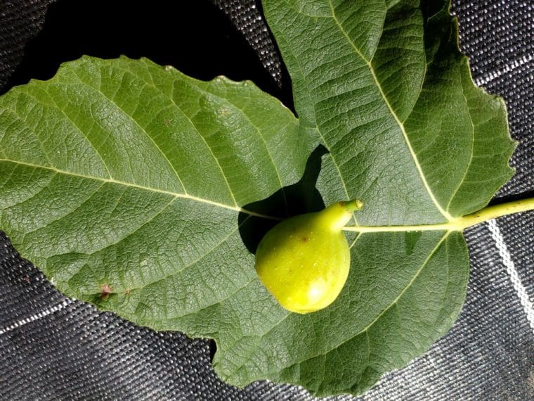 Figuier « Eyvazli », Ficus carica « Eyvazli »
