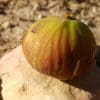 ficus carica filda