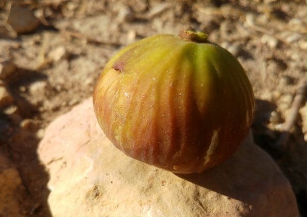 ficus carica filda