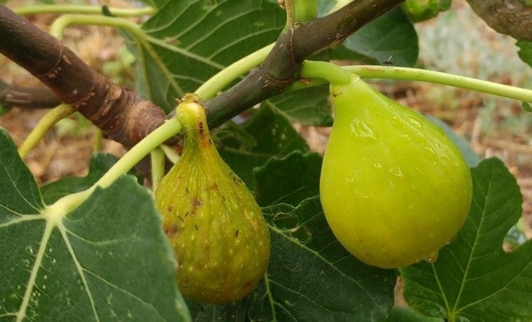Figuier « Genova White », Ficus carica « Genoa White »
