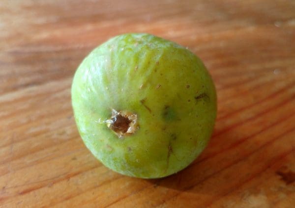 goutte d'or