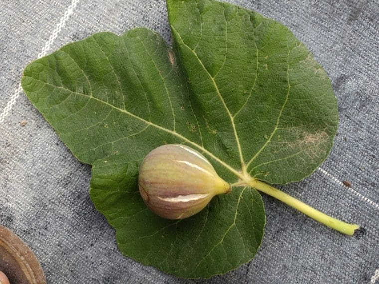 Figuier « Grise de St Jean », Ficus carica « Grise de St Jean »