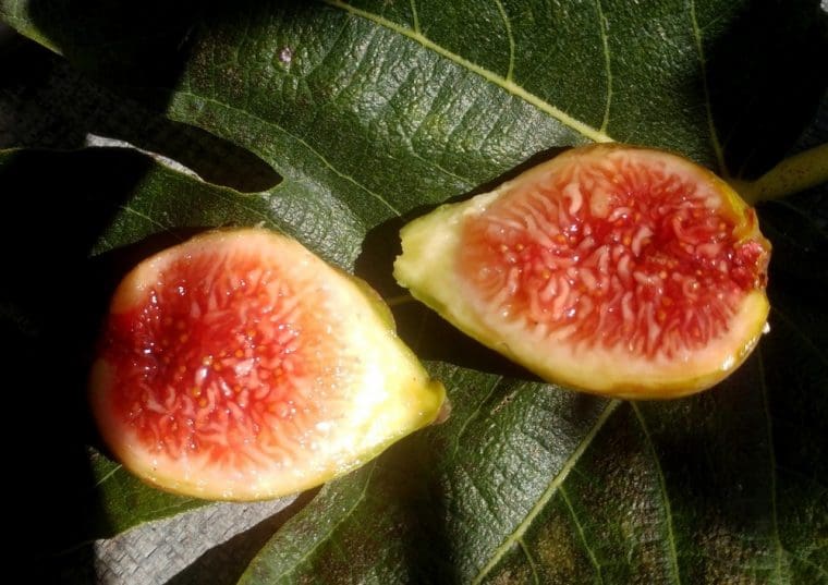 Figuier « Hardy Brunswick », Ficus carica « Hardy Brunswick »