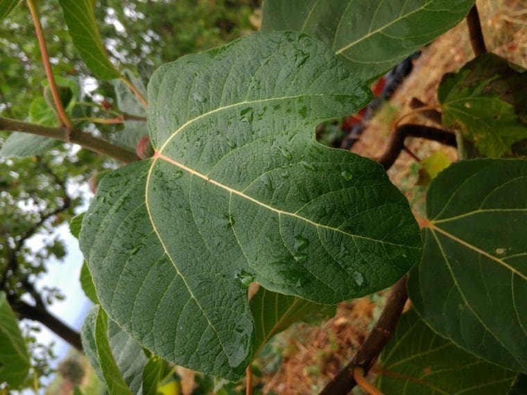 Figuier hircana , Ficus hircana