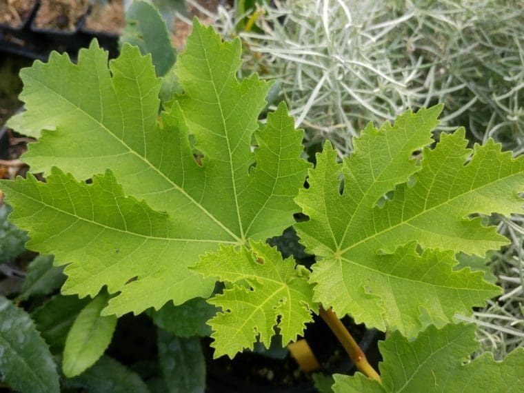 Figuier iranéen Zagraross, Ficus « Zagraross »
