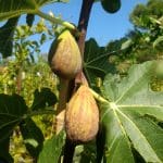 Comment choisir son figuier