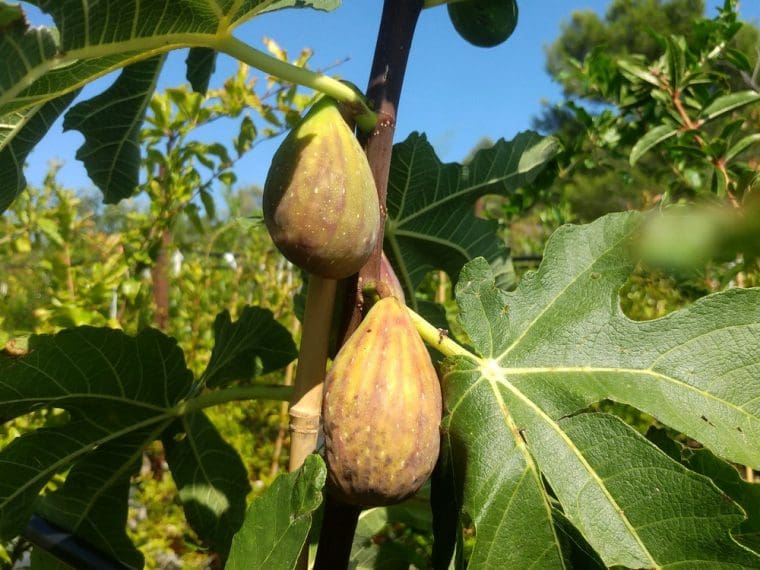 Figuier « Longue d’aout », Ficus carica « Longue d’Aout »