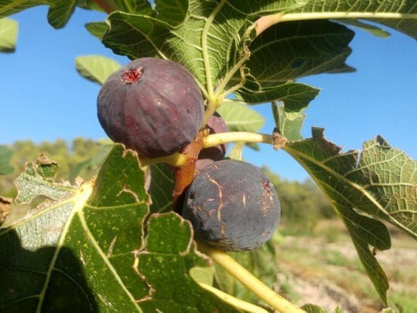 figues bleues
