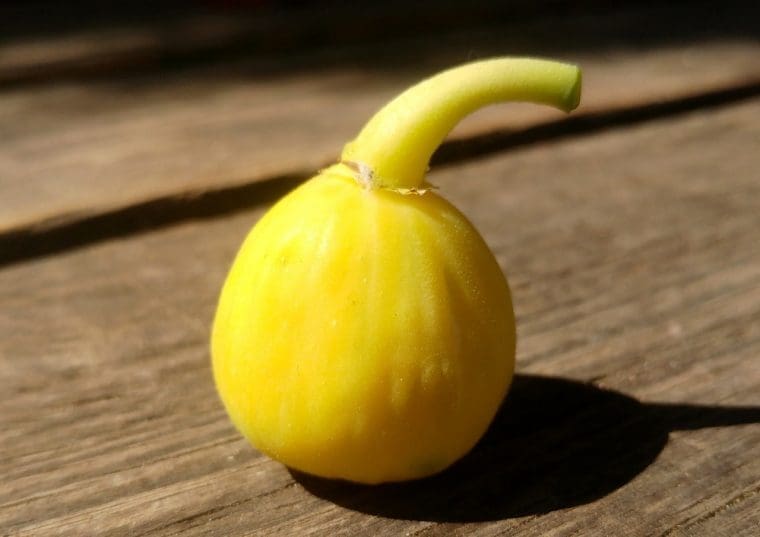 Figuier « Meddin Lemon », Ficus carica « Meddin Lemon »