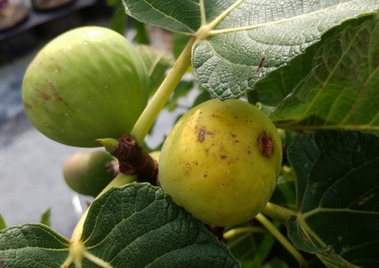 Figuier « Mtel », Ficus carica « Mtel »