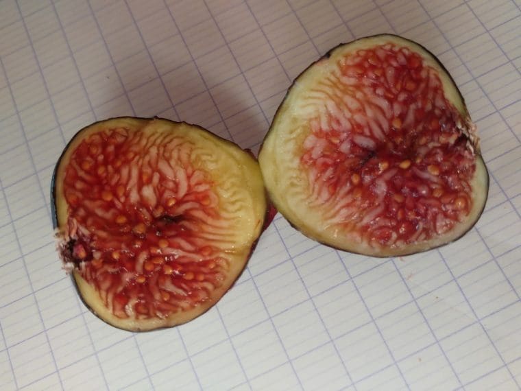 Figuier « Nabout », Ficus carica « Nabout »