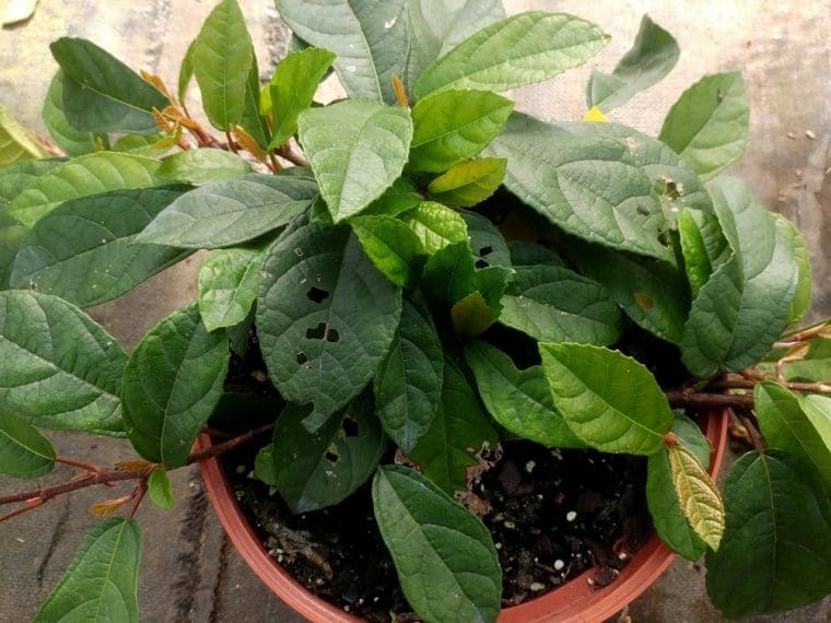 Figuier rampant, Ficus « Tikoua »