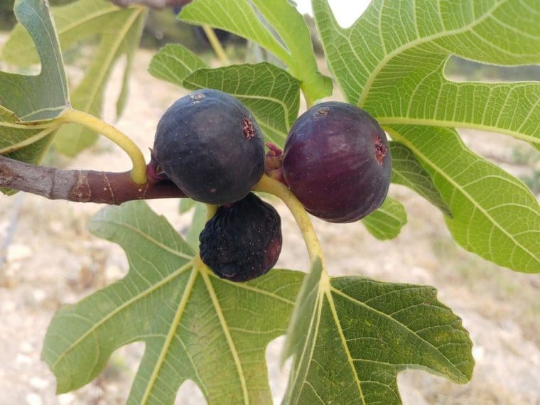 Figuier « Ronde de Bordeaux », Ficus carica « Ronde de Bordeaux »