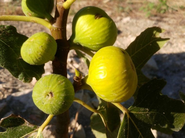 Figuier « Sarilop », Ficus carica « Sarilop »