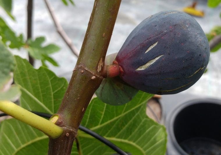 Figuier « Sultane », Ficus carica « Sultane »