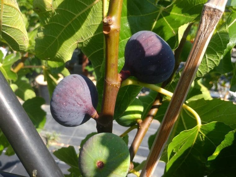 Figuier « Violette de Soliès », Ficus carica « Bourjasotte Noir »