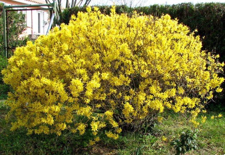 Forsythia « Lynwood Gold »